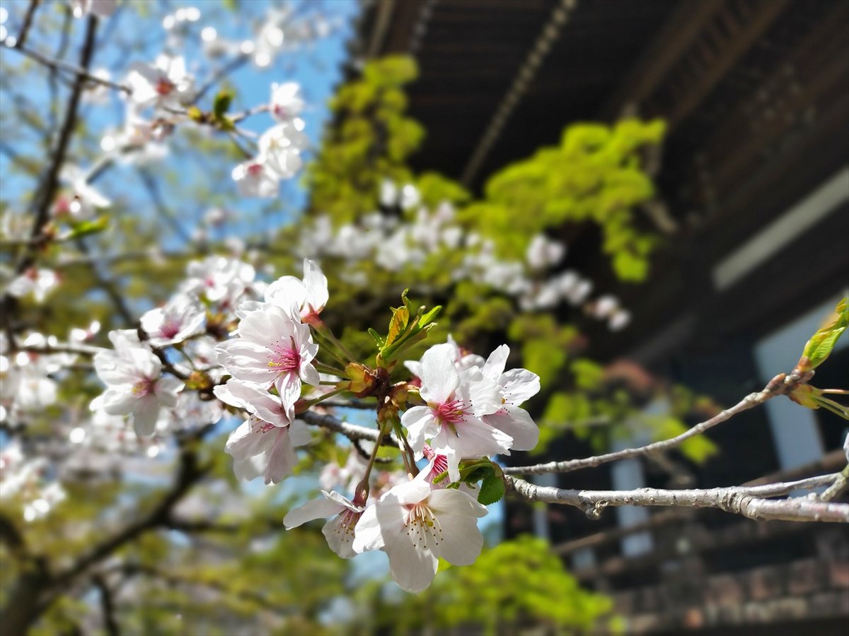 旅先での写真 tweet media