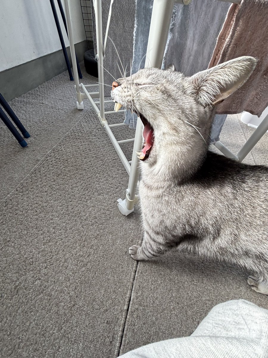 ウサギみたいな顔が撮れた😆