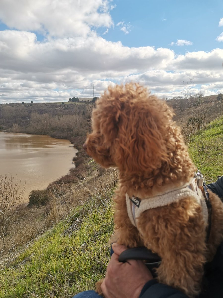 joseluer45's tweet photo. Mi leal compañero buscando inspiración en el horizonte https://t.co/gaItrkFc57