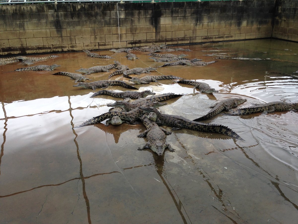 VetGurus tweet media