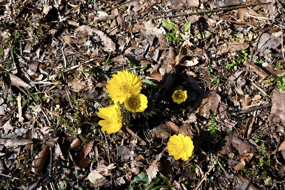 おはようございます😁 今朝の都心は晴れ☀️ 今日も一日、頑張って行き