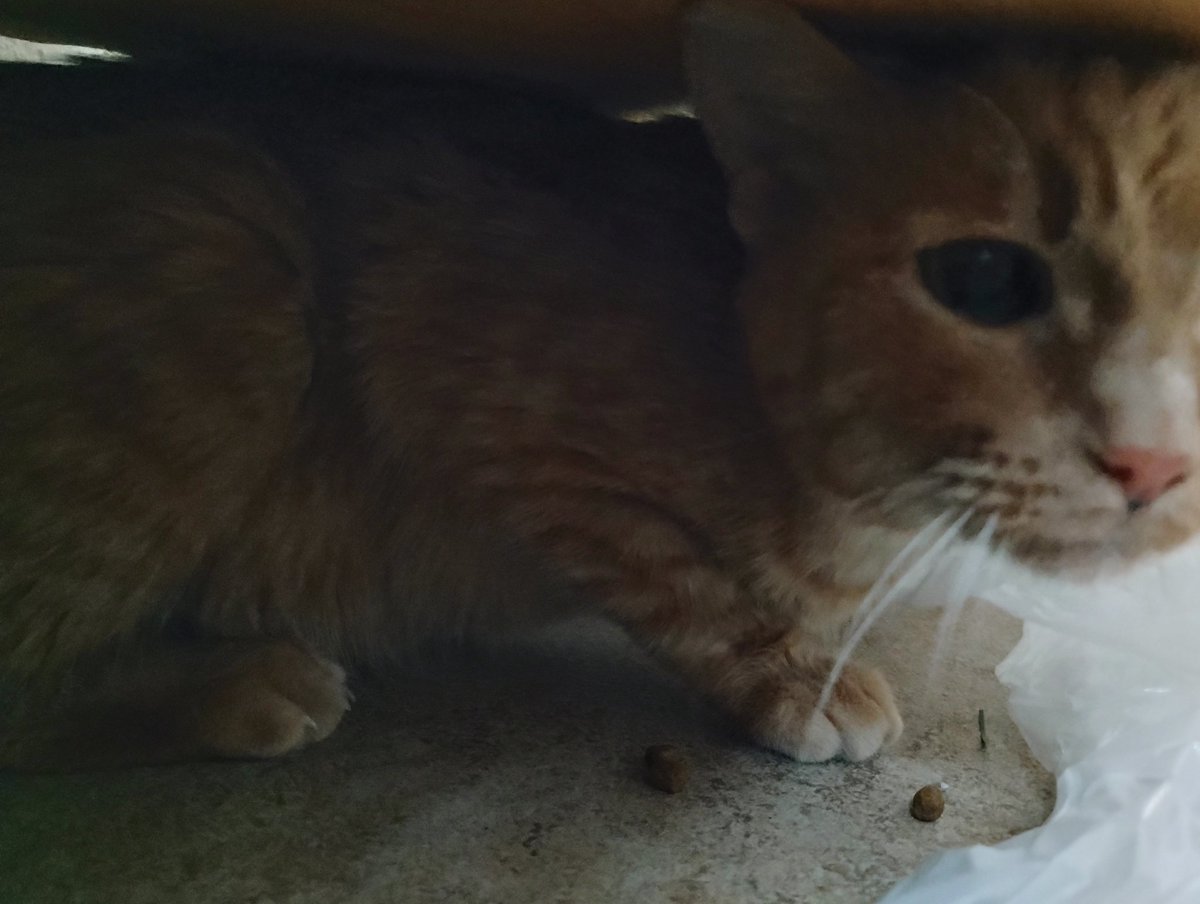 Savage Bruski - Chaotic Neutral Crafter, Level 38 tweet media