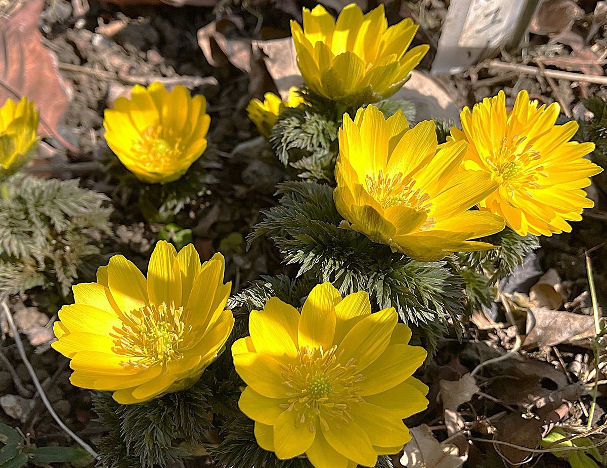 冨永 格（たぬちん） tweet media