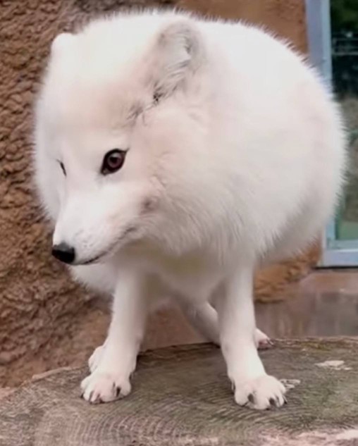 ❄️🦊