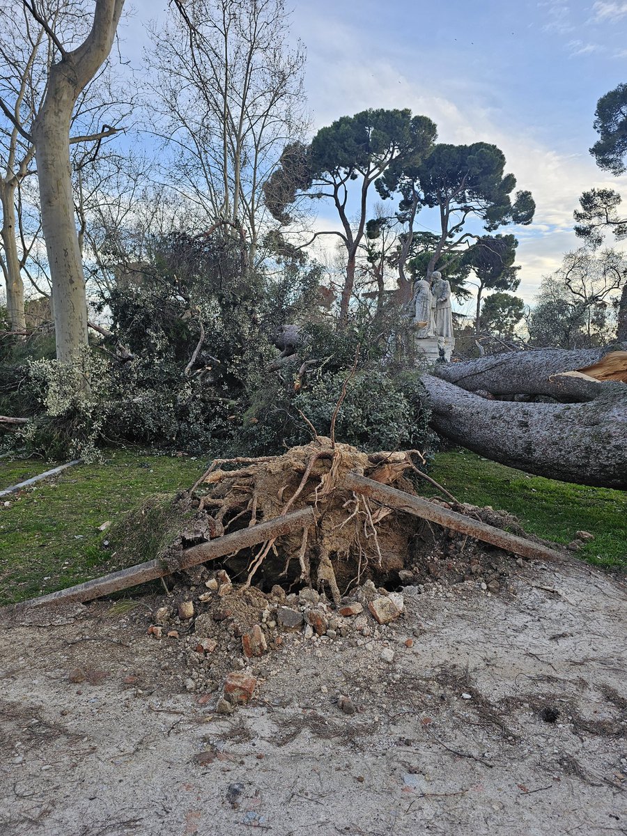 Bajo esta encima del #ParquedeElRetiro he pasado cientos de veces, uno se siente afligido al verla derrumbada en el suelo sabiendo que ya no me acompañara mas en mis paseos por el parque. Que tu madera tenga mil usos a lo largo del tiempo. Gracias encina por los años compartidos