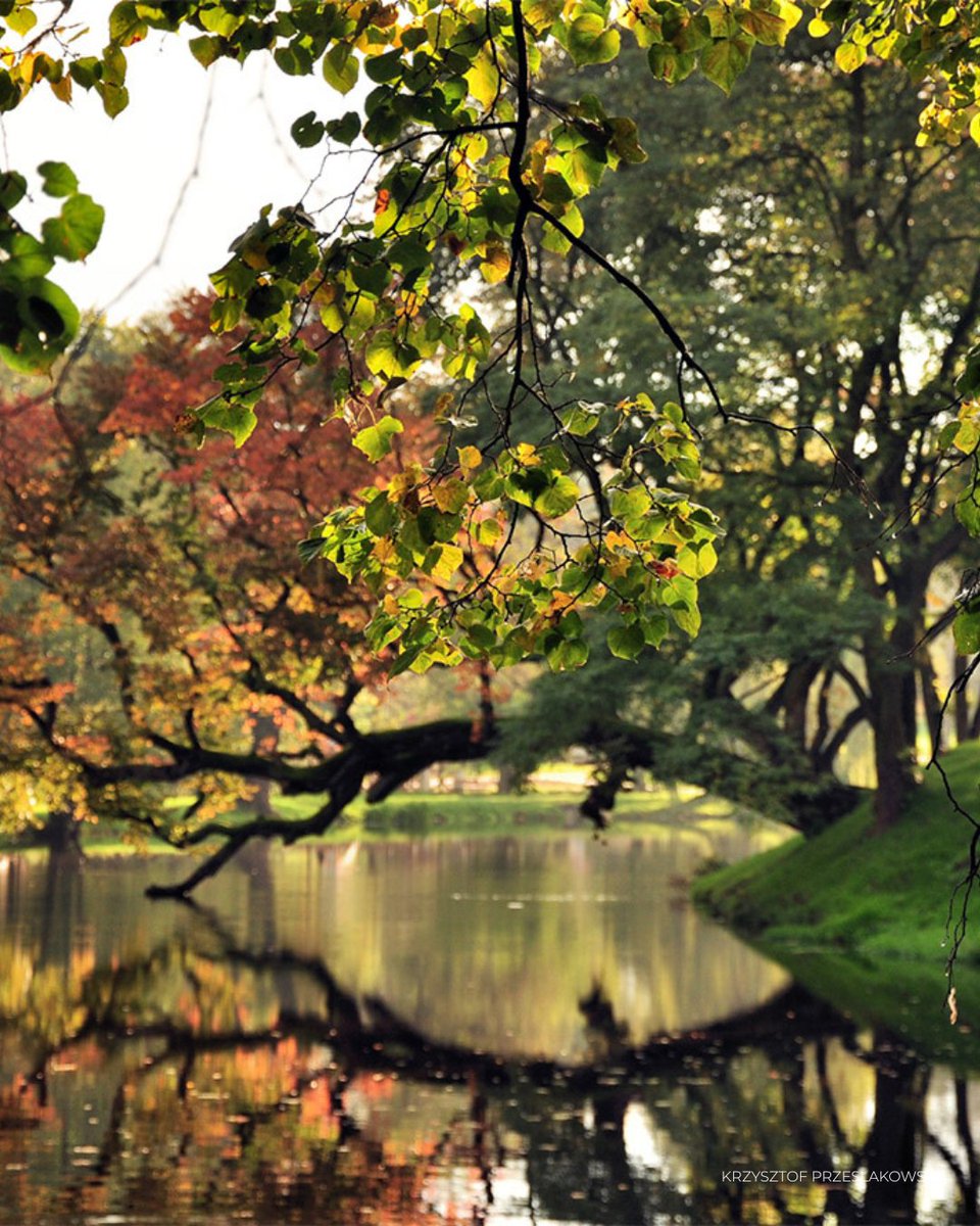 Tree of the Year tweet media