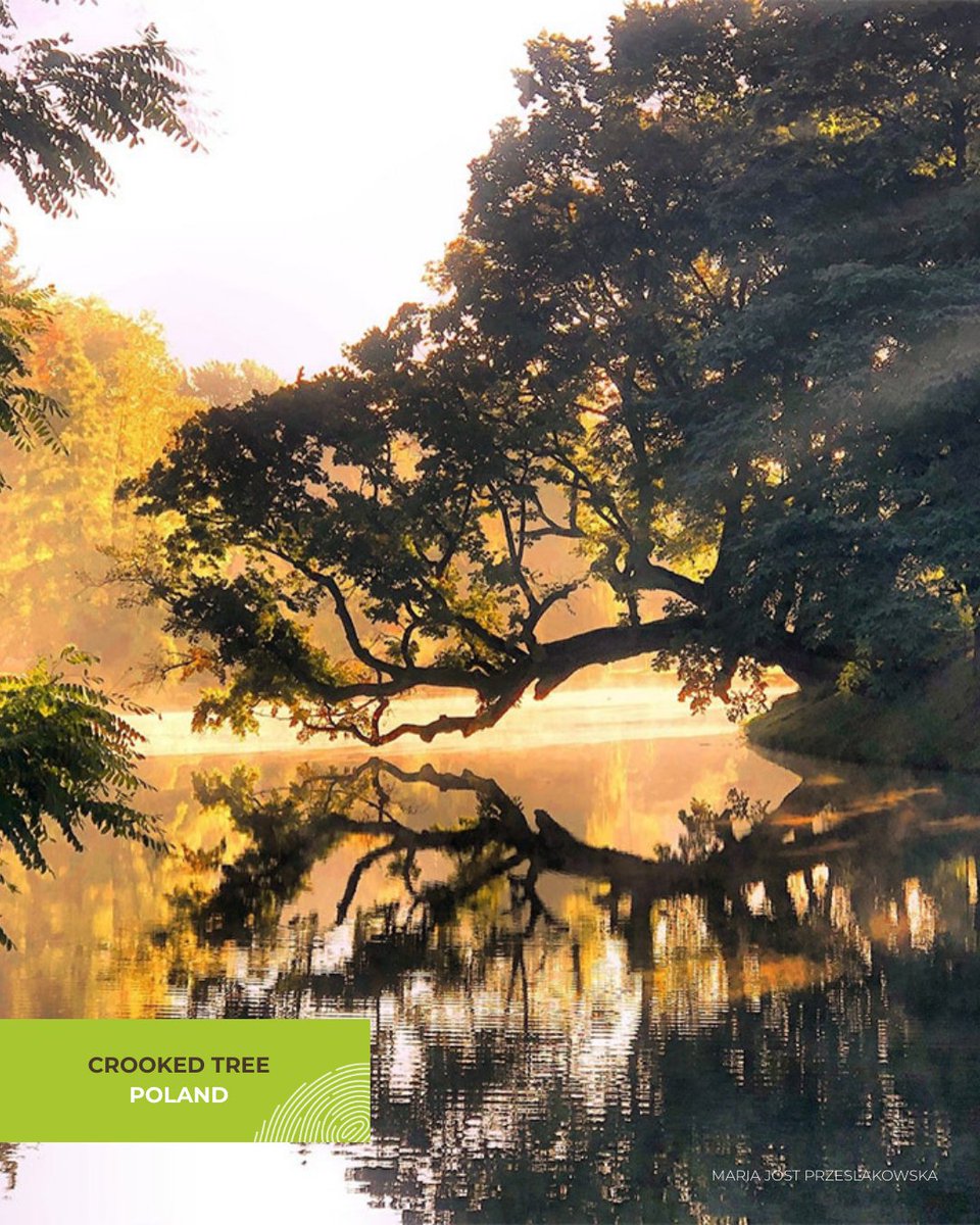 Tree of the Year tweet media