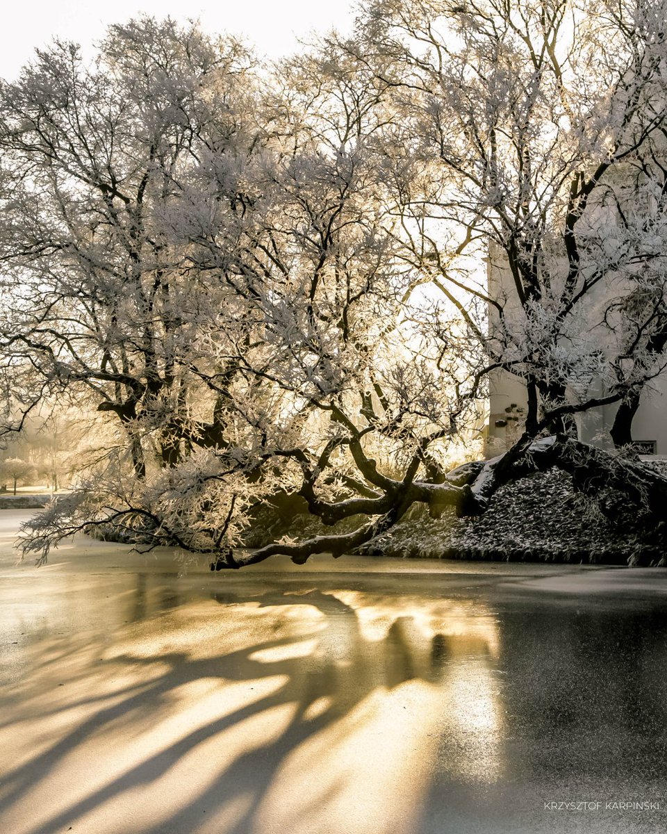 Tree of the Year tweet media