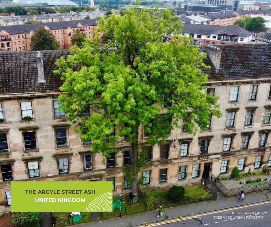 Tree of the Year tweet media