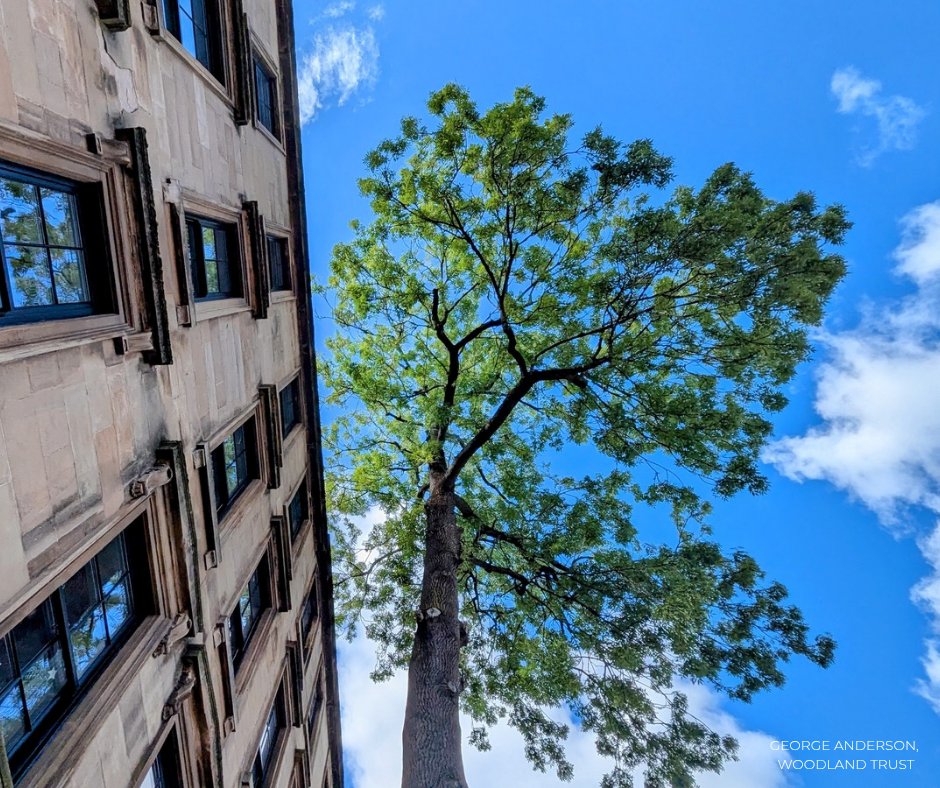 Tree of the Year tweet media