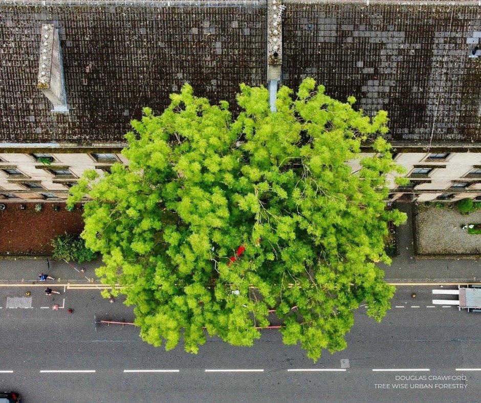 Tree of the Year tweet media