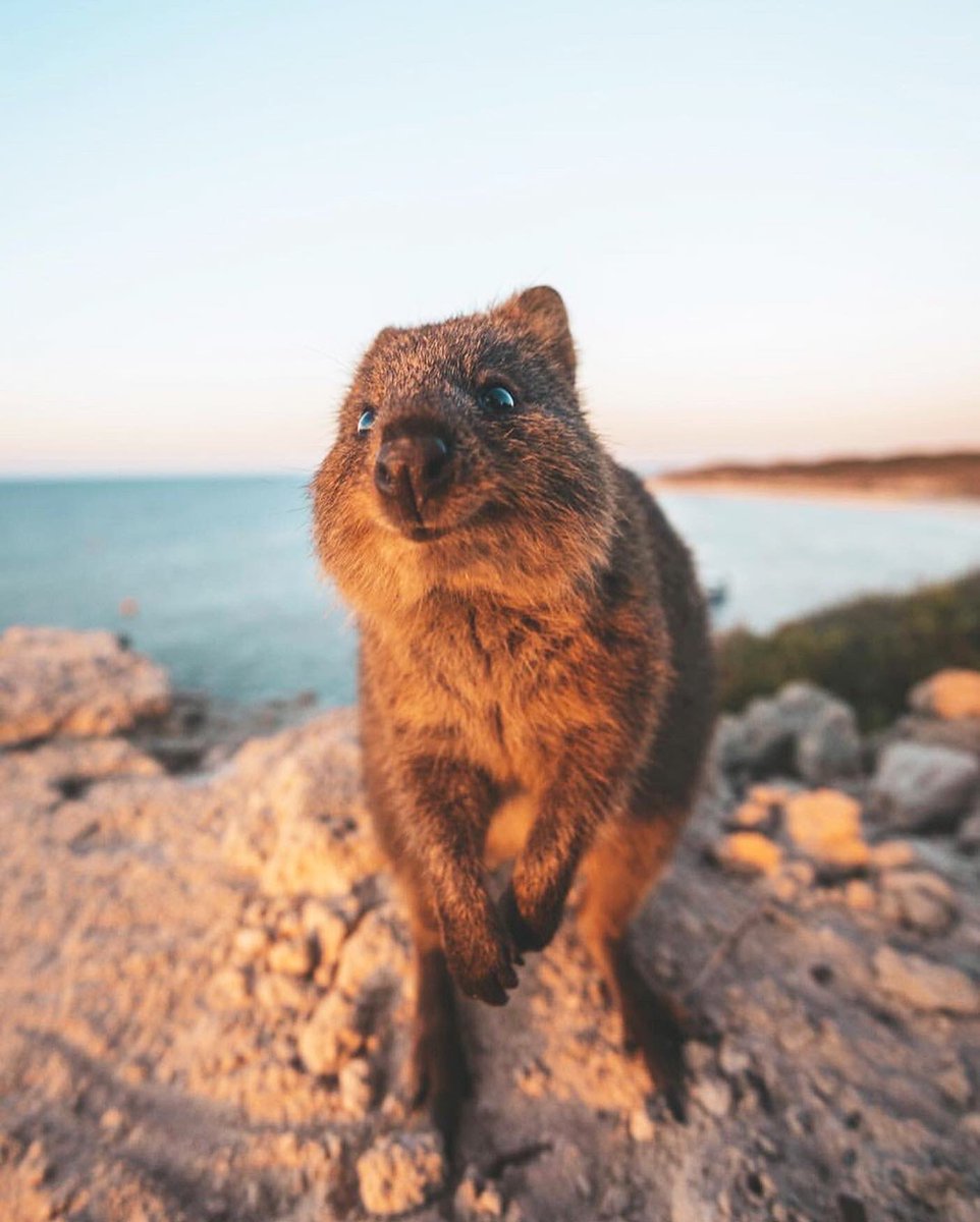 A happy quokka in Western Australia.