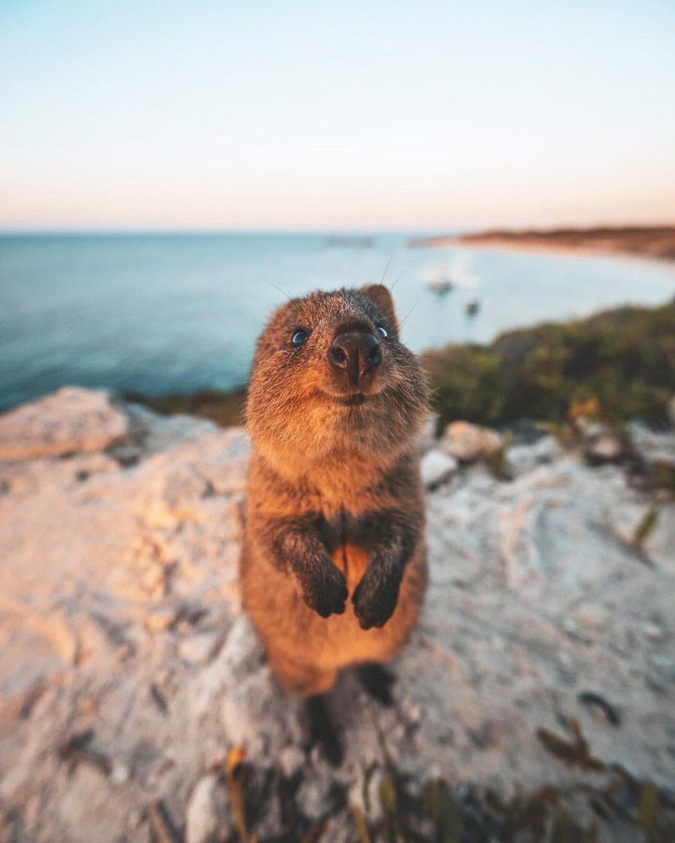 earthcurated tweet picture