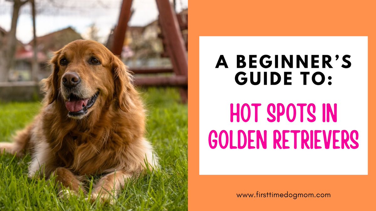 Noticing red or itchy patches on your Golden Retriever? Hot spots are common but manageable. Find out what you need to do: firsttimedogmom.com/hot-spots-in-g…
#DogTips #GoldenRetrieverCare #PetHealth