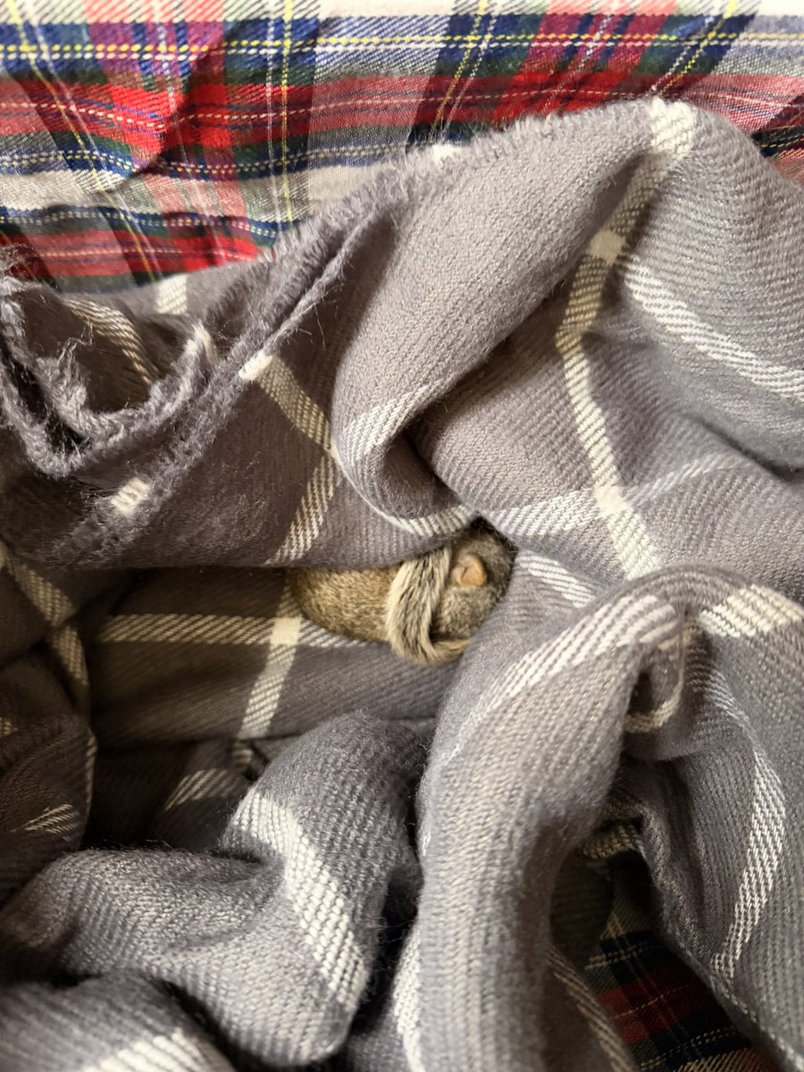 dragonfly_jenna's tweet photo. Found this tiny baby in the driveway. Had been out there for hours. Poor thing. Was hoping the mama would come for it. Called a wildlife rehabilitation rescue. https://t.co/ty523Y3YFi
