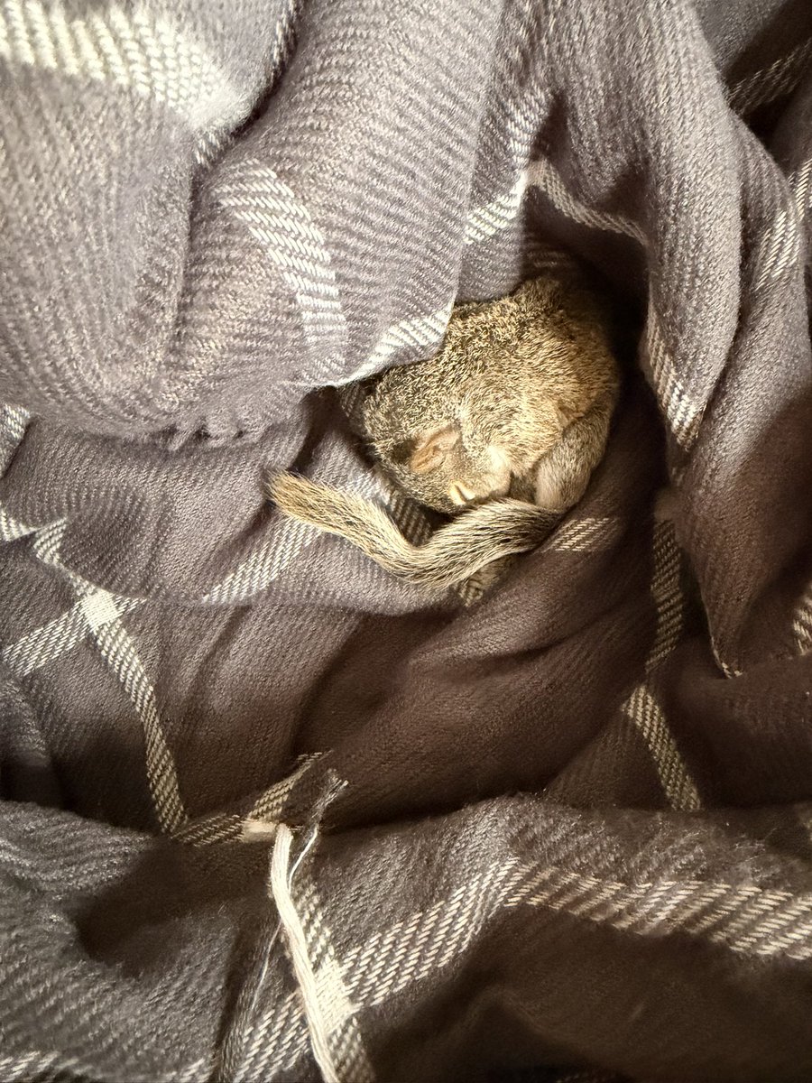 dragonfly_jenna's tweet photo. Found this tiny baby in the driveway. Had been out there for hours. Poor thing. Was hoping the mama would come for it. Called a wildlife rehabilitation rescue. https://t.co/ty523Y3YFi