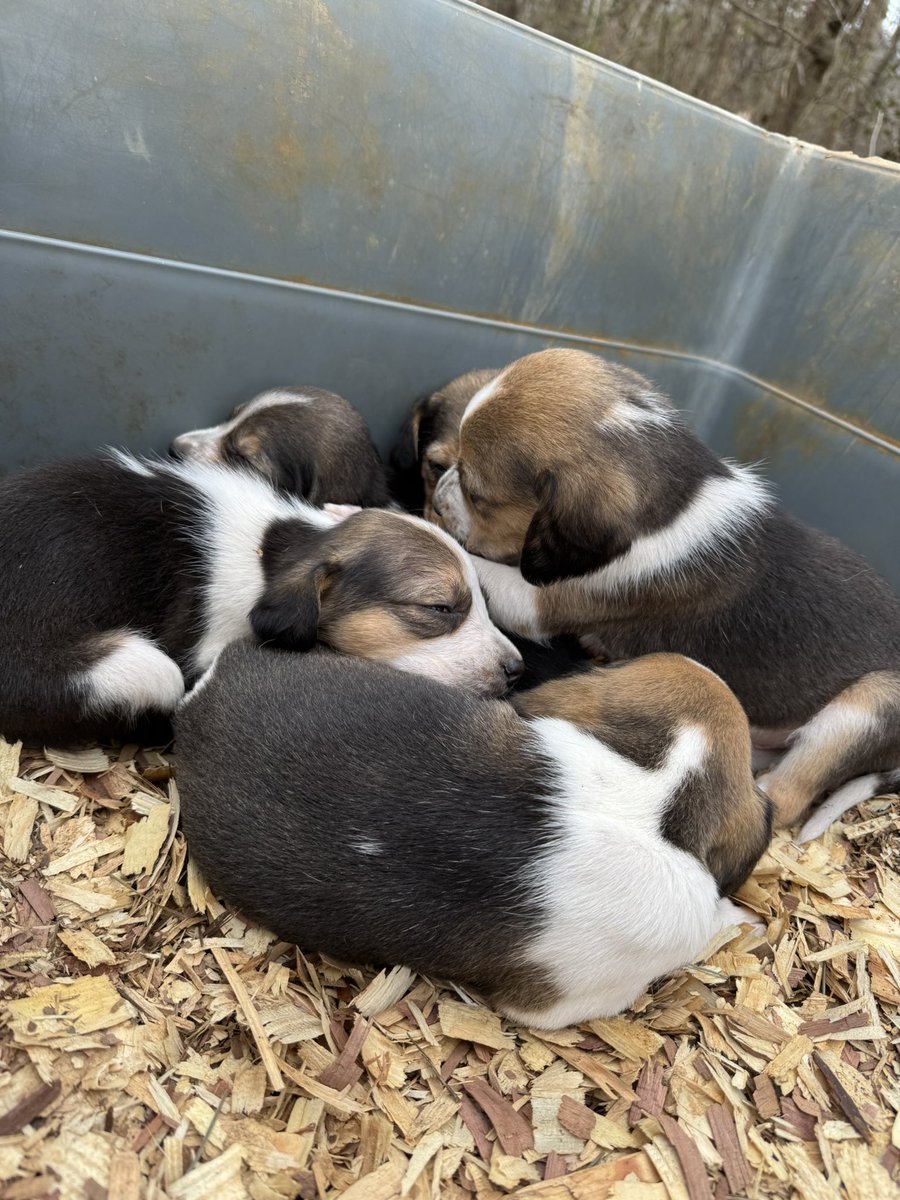 Anyways. Guess who is getting a puppy