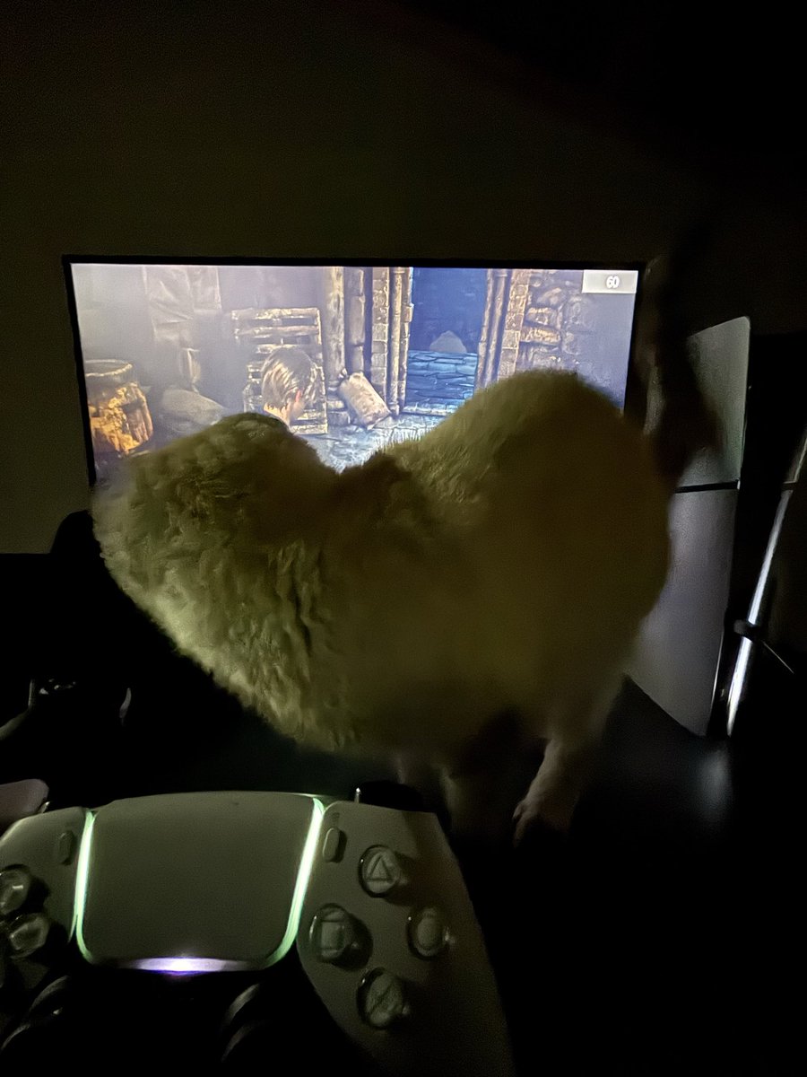 Kedi bile Leondan etkilendi salmıyo ekranı.