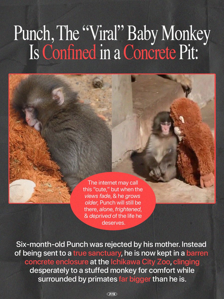 Punch’s viral videos aren’t heartwarming, they’re heartbreaking 💔 NEVER like or share these videos, &amp; don’t visit in person! When you do, it entices facilities like <a href="/ichikawa_zoo/">市川市動植物園（公式）</a> to breed more babies as tourist attractions.