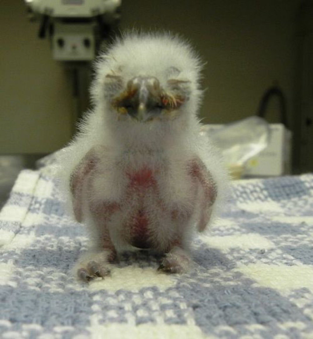 DizzyDerper's tweet image. eeehhhuuuuugghheeuugheuhegueggegueg