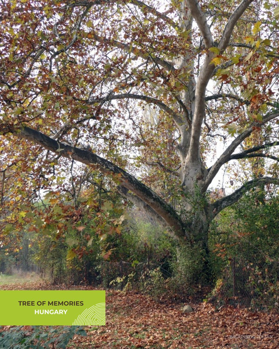 Tree of the Year tweet media