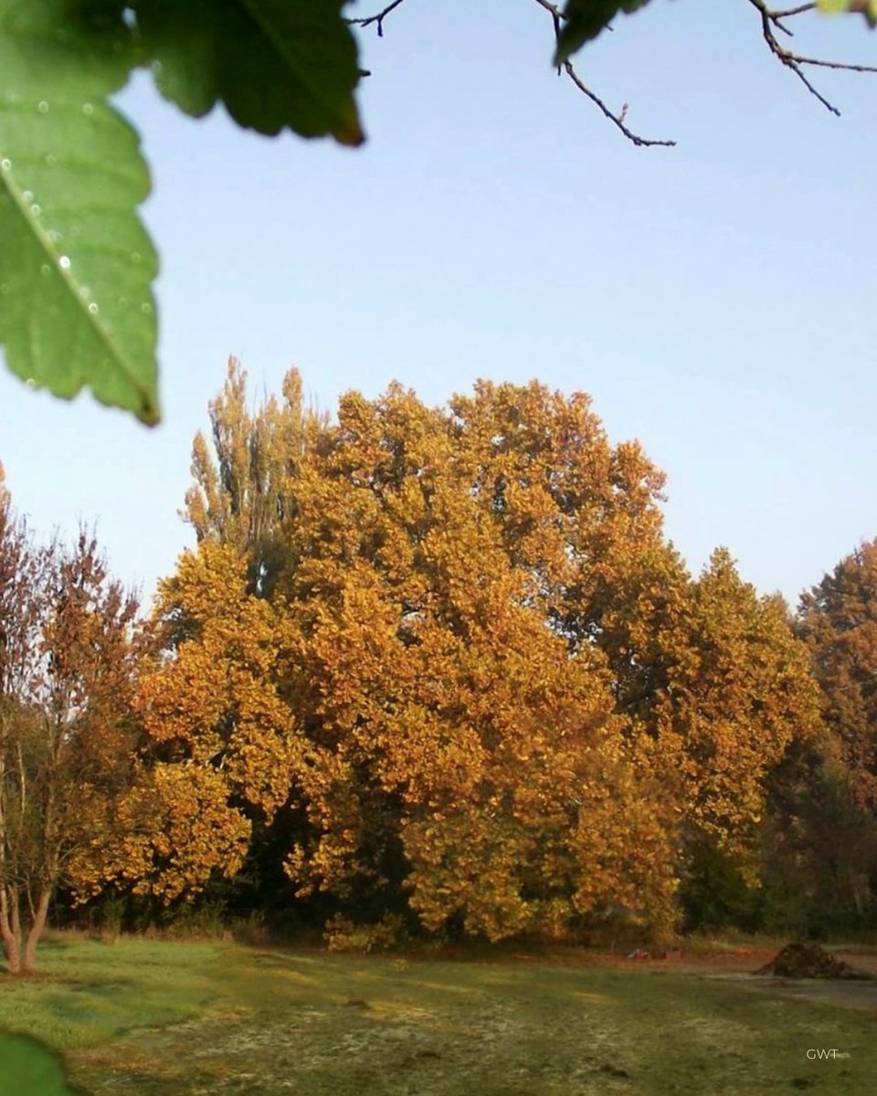 Tree of the Year tweet media