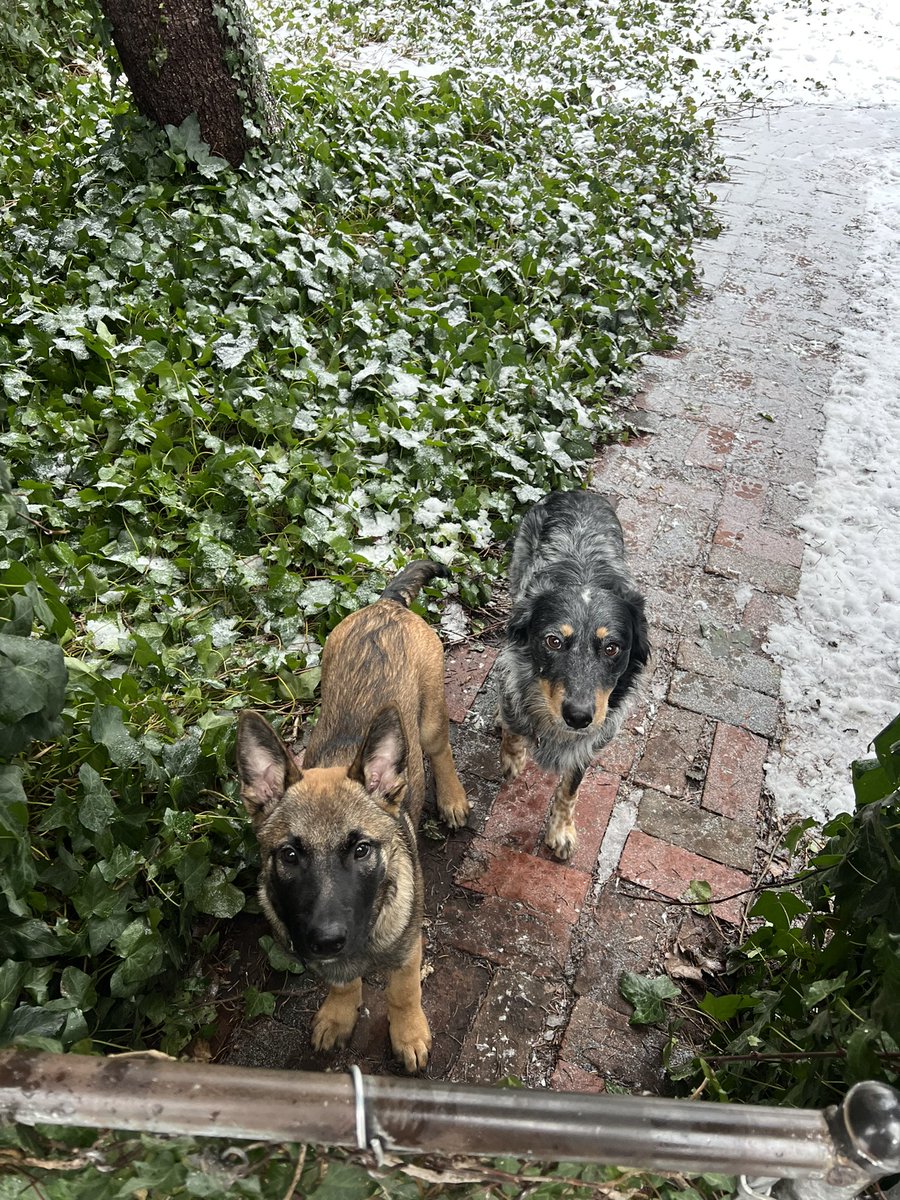 I got another dog because one wasn’t enough jumping and nibbling on me when I wanted to relax