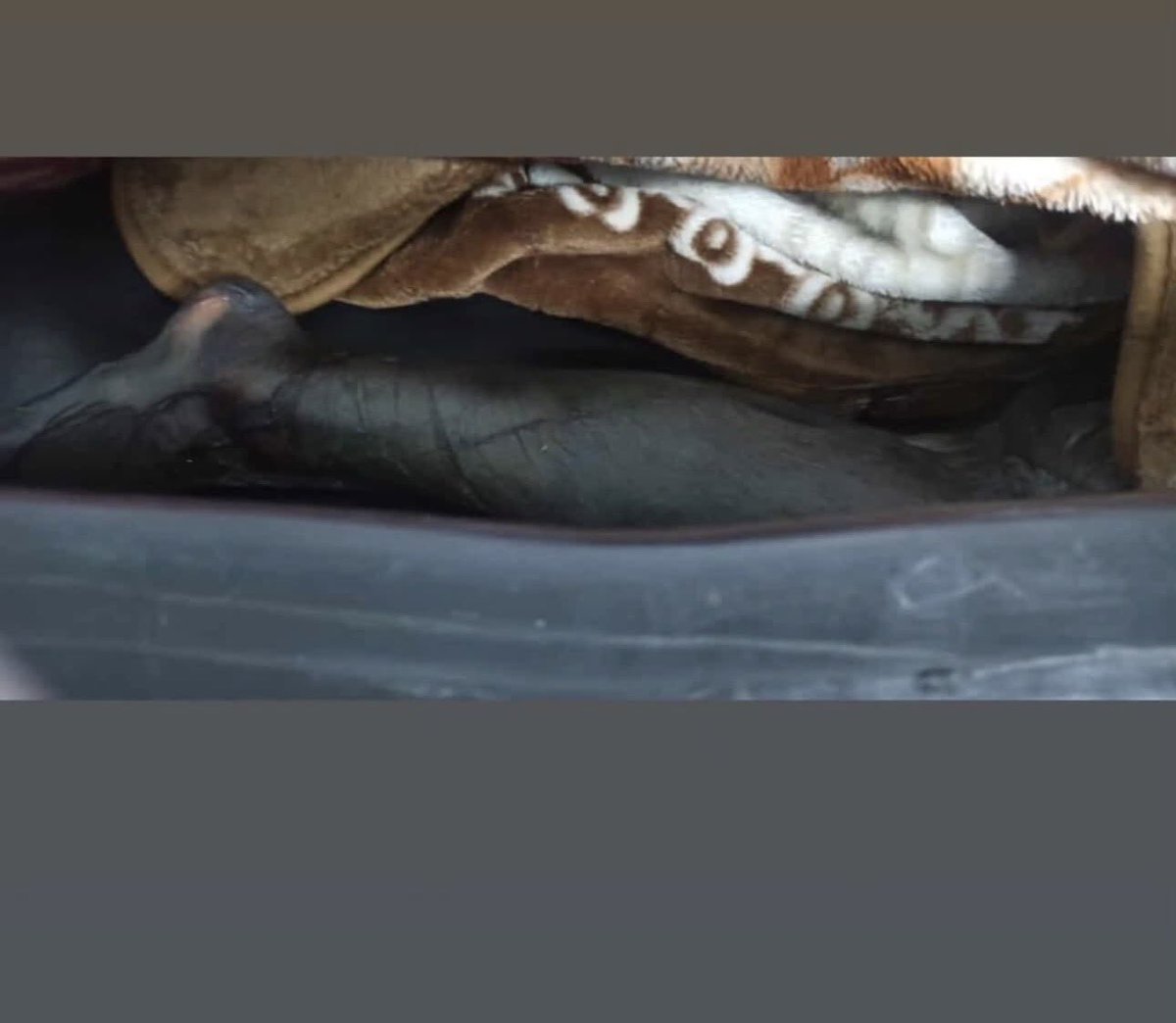 جاوید نام #ملیحه_فیروزه را بعد از ۲۵ روز تحویل دادند و گفتند «خودکشی».
اما بدنش پر از شکنجه، شکستگی، سوختگی و نابودی صورت بود.
چشم چپ نداشت.
او را بی‌صدا دفن کردند.