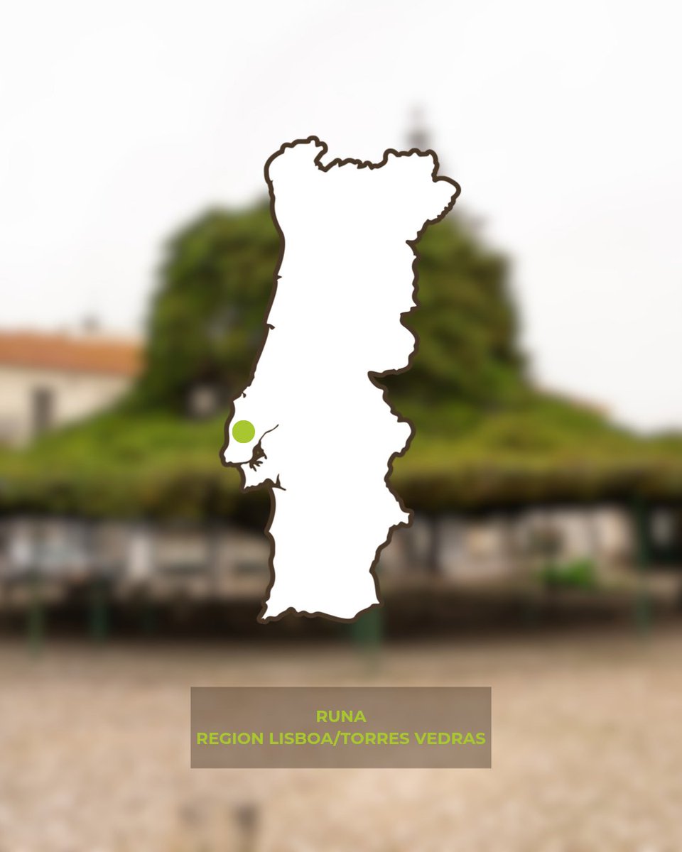 Tree of the Year tweet media