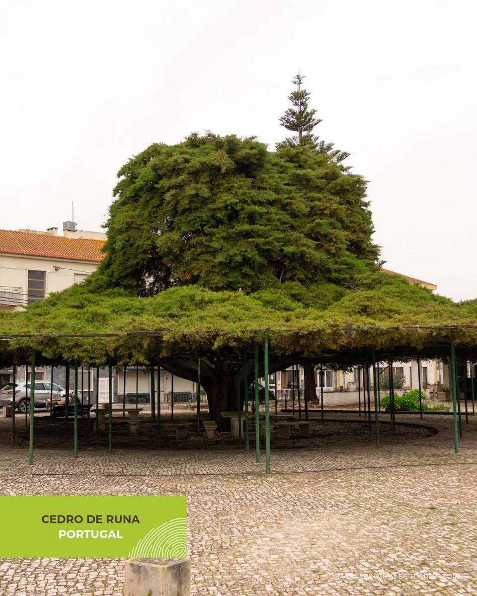 Tree of the Year tweet media