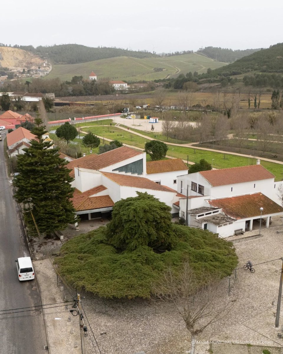 Tree of the Year tweet media