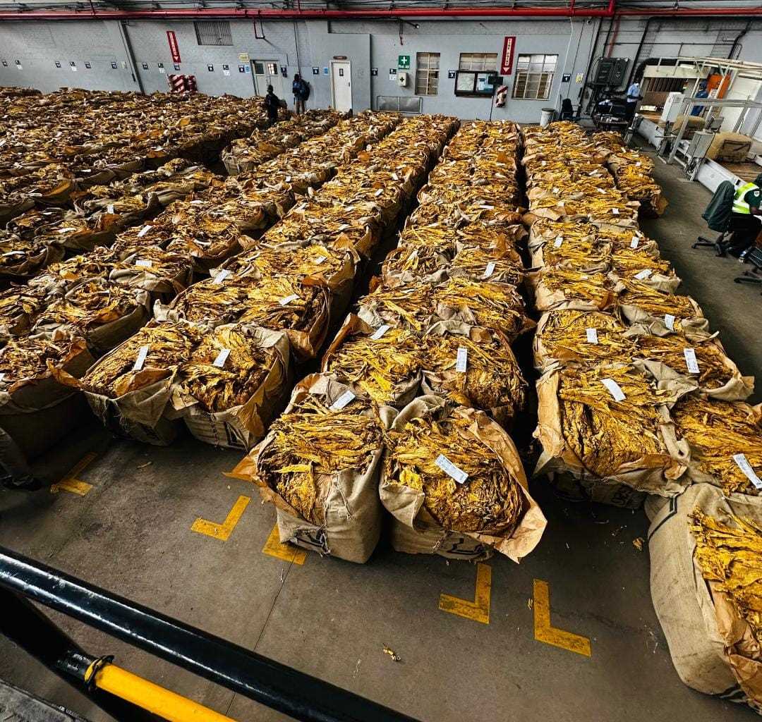 zimbabwewriter's tweet photo. TIMB slashes Zimbabwe tobacco grades from 1,320 → 669 for 2026! Simplifying grading, aligning with global standards &amp; boosting competitiveness. 🌱💼

Full story: https://t.co/TMlPMP7BaZ

#ZimbabweTobacco #TIMB #Agriculture #TobaccoFarming #MarketUpdate https://t.co/hPaUv69AO8