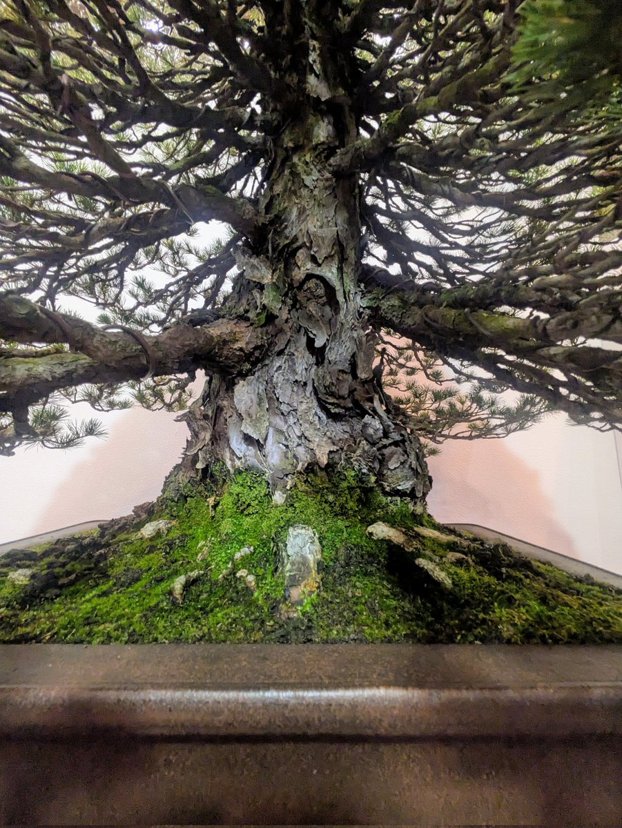 第100回国風盆栽展で入選した瑞祥。銘は「武蔵」。世界最初の瑞祥の1番子。2009年に開催された第83回 国風盆栽展で国風賞を受賞したこともある瑞祥を代表する木の1つです。