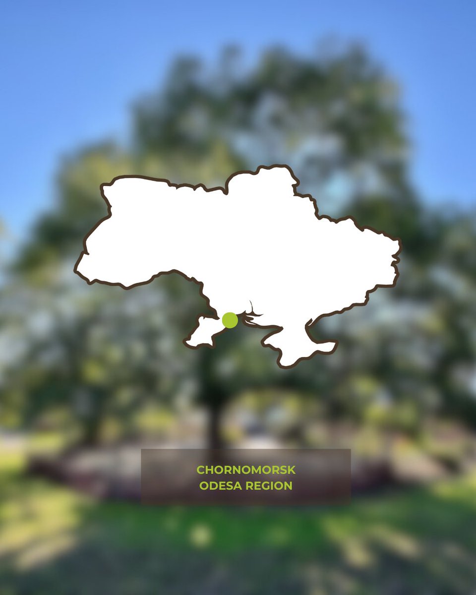 Tree of the Year tweet media