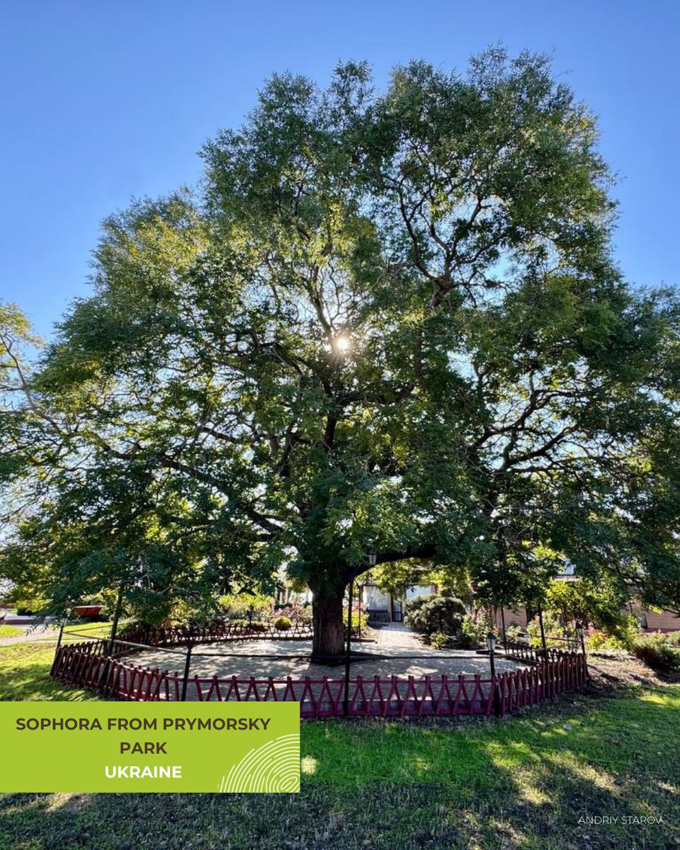 Tree of the Year tweet media