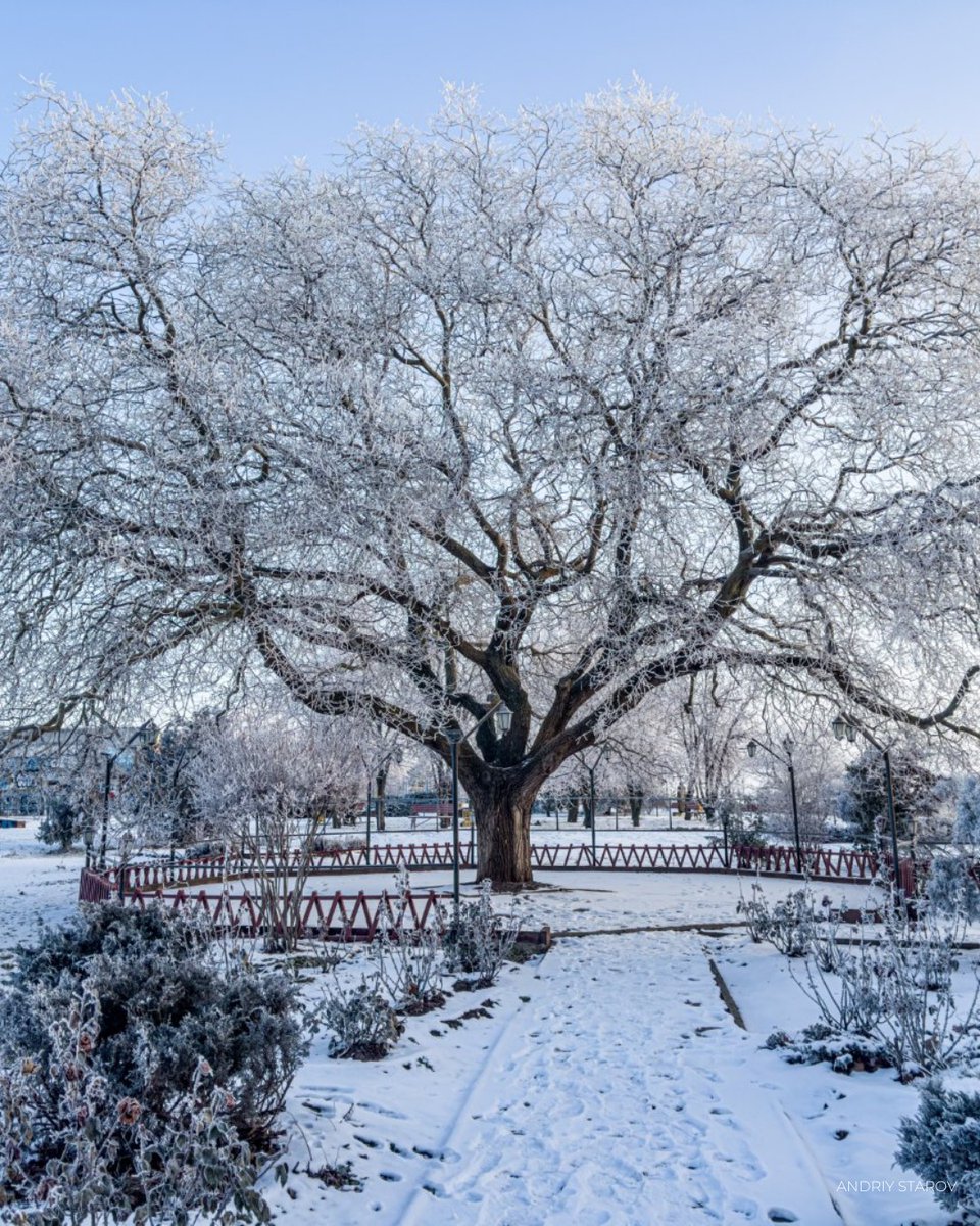 Tree of the Year tweet media