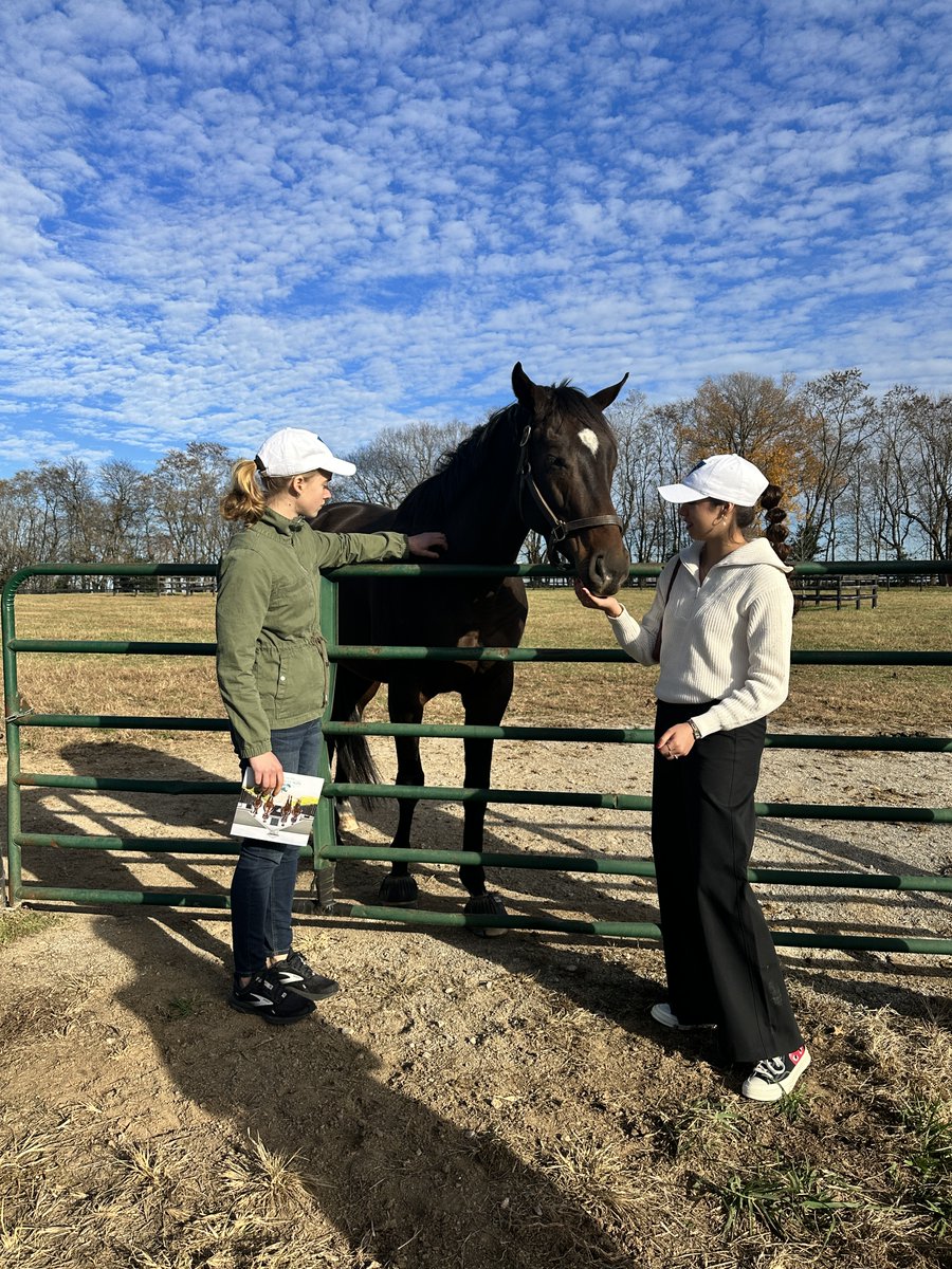 Amplify Horse Racing tweet media