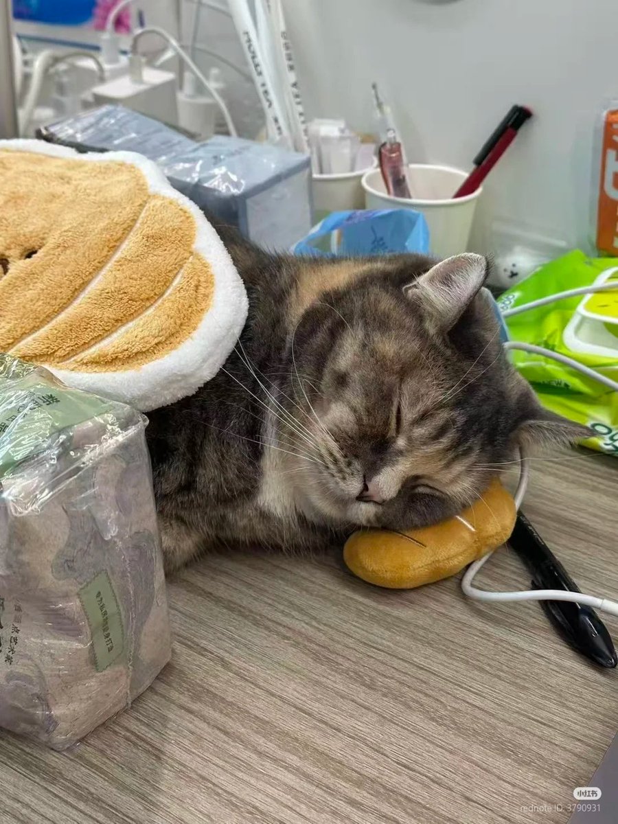 nocontextscats's tweet photo. overworked https://t.co/MtjV2Q2WAv