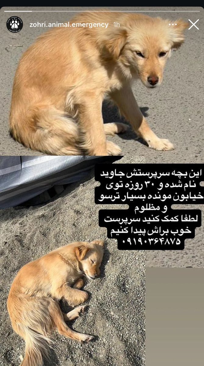 Bestynisha's tweet photo. کسی میتونه سرپرست این بچه بشه؟ https://t.co/8rUXaBWNa1