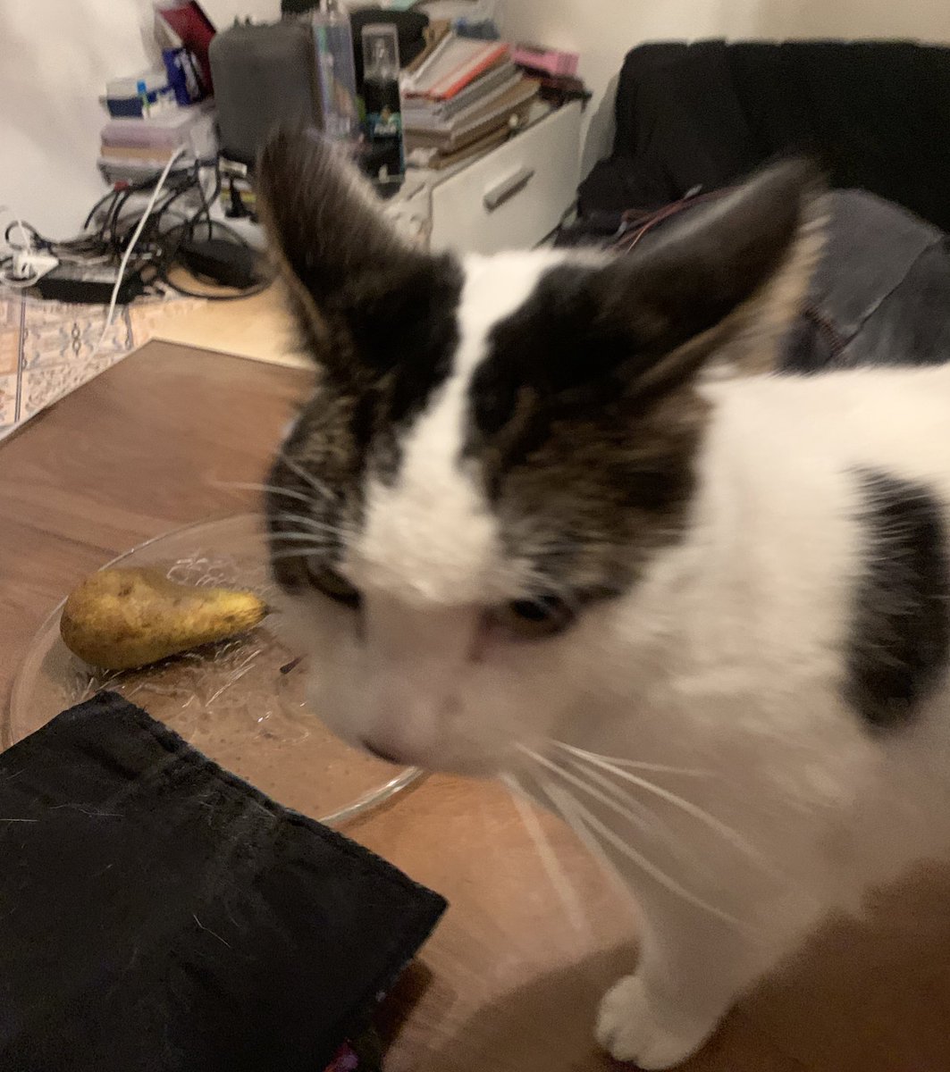 TheCatNamedMags tweet media