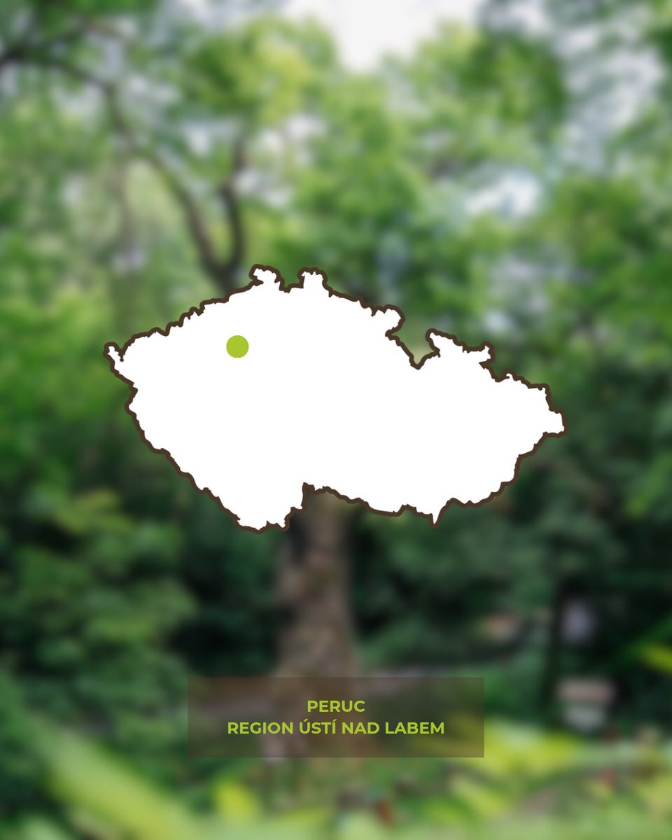 Tree of the Year tweet media