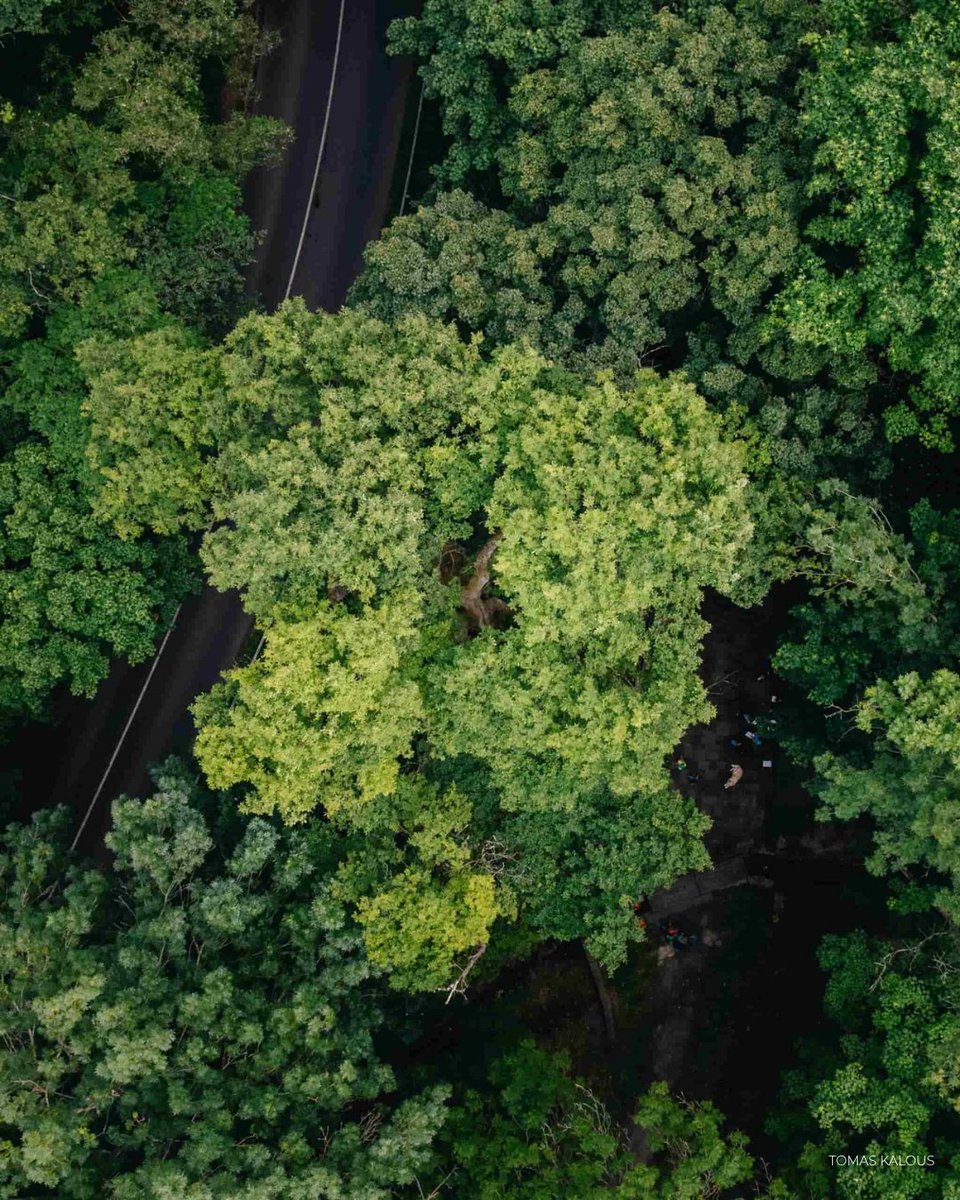 Tree of the Year tweet media