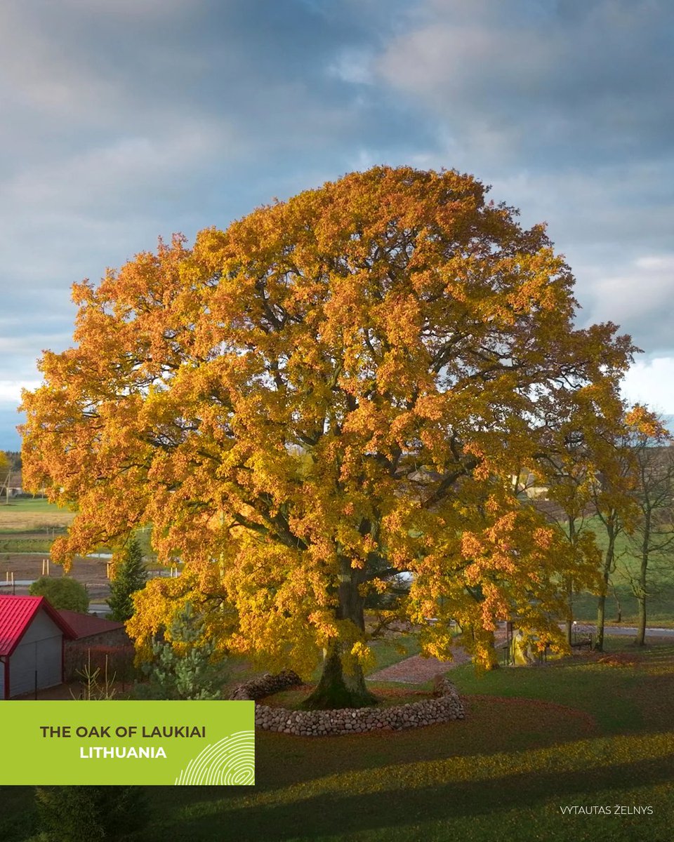Tree of the Year tweet media