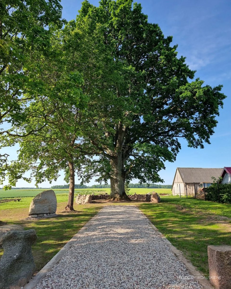 Tree of the Year tweet media