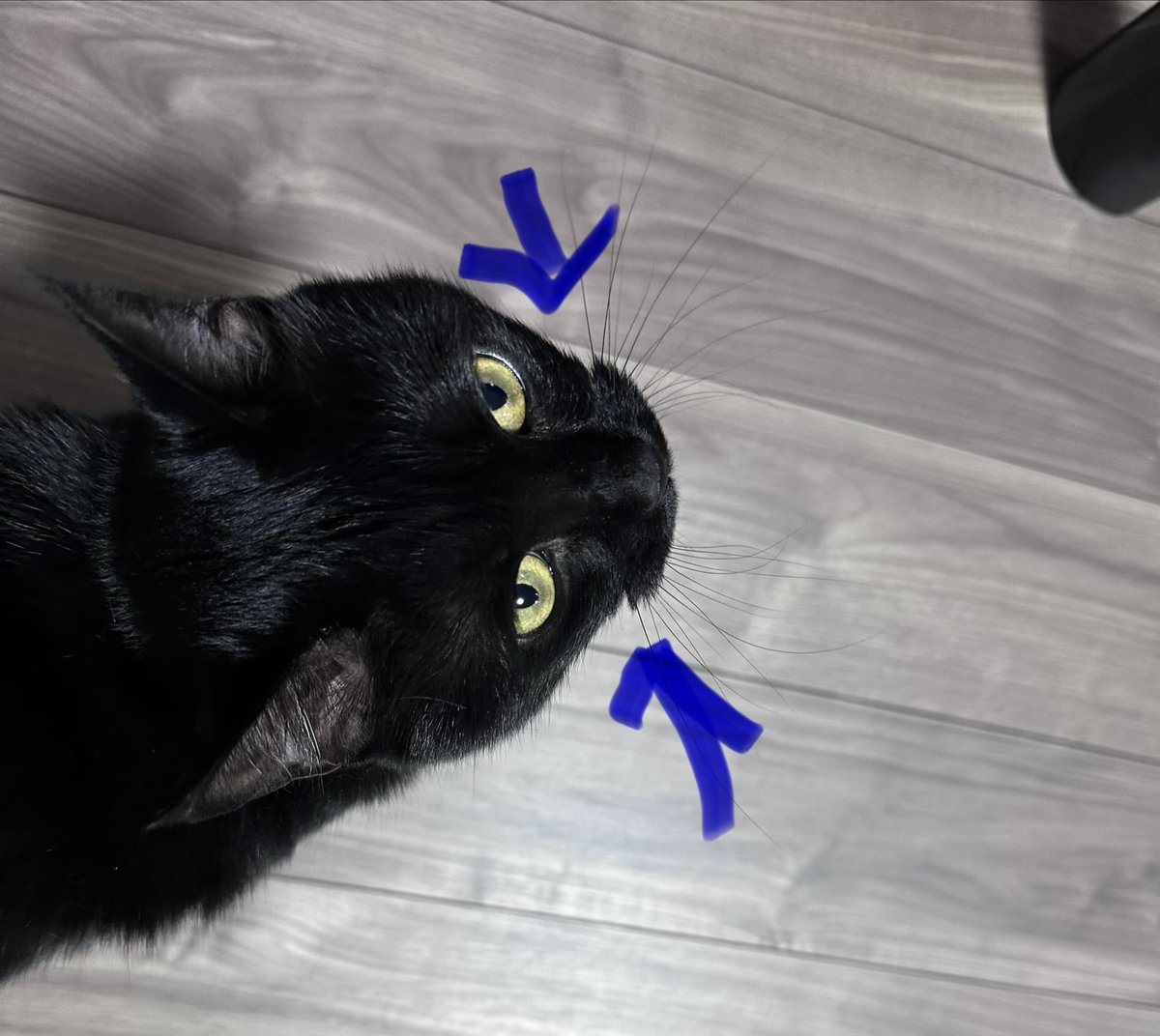 おはようございます
猫のココが好きです