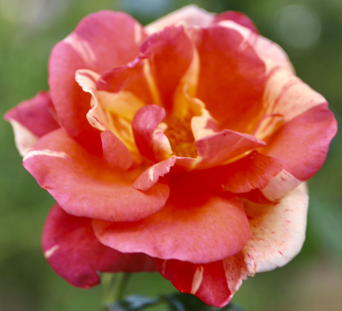 バラ🌹ポール ゴーギャン🌹仏 赤と黄色のセミダブルの絞り、キレイ