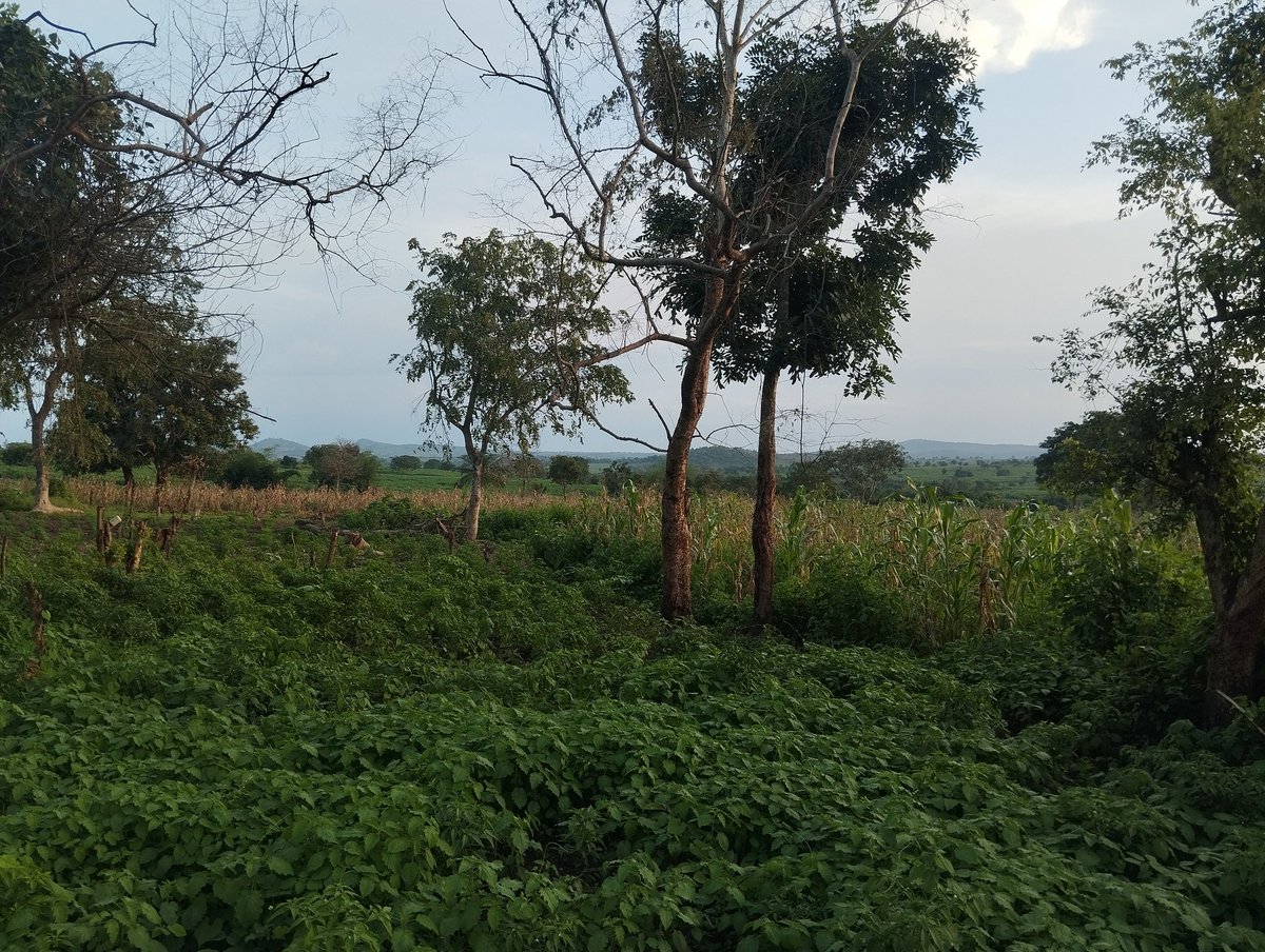 AcreUnity's tweet image. 10 acres of farmland available 
Location: Iseyin
Price: 600k per acre

If you’re looking for a tangible investment with real long-term benefits, farmland remains one of the smartest options.
We’ve made it simple, secure, &amp;amp; well-documented.

Rapist Zaka Ademola Lookman #WOLARS