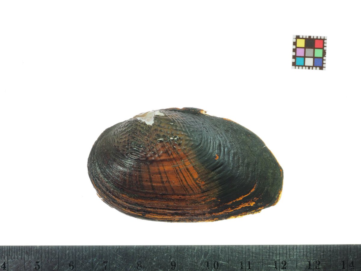 カワハヤ (@uu_nousonseitai) on Twitter photo 