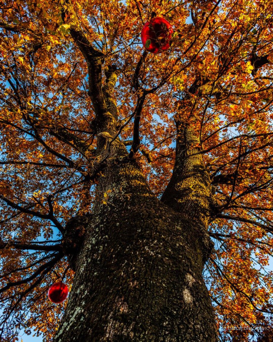 Tree of the Year tweet media