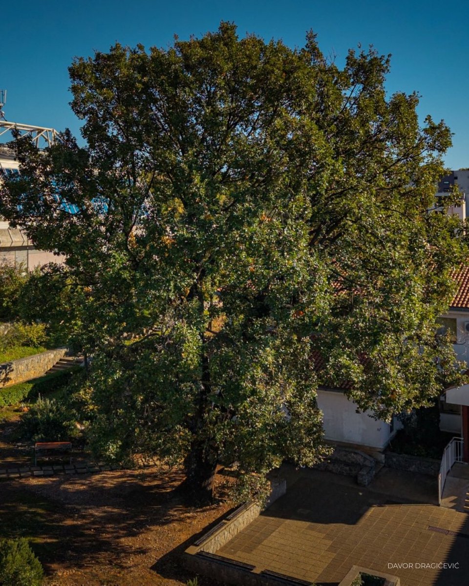 Tree of the Year tweet media